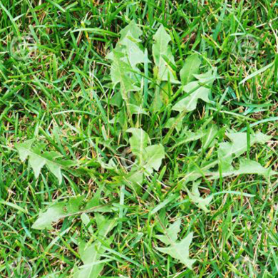 Herbicida - Junio - Malas hierbas