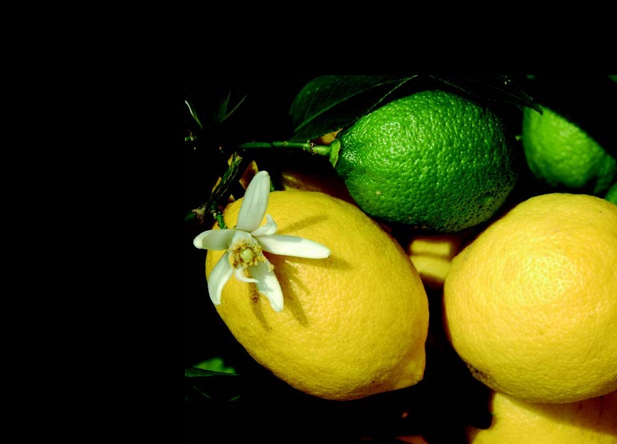 Come curare il Limone