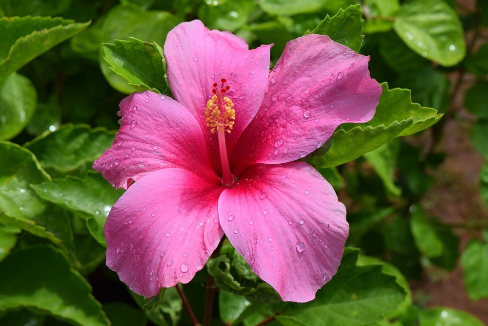 Hibiscus rosa-sinensis: consigli per la coltivazione