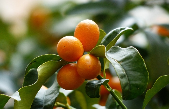 Il Kumquat: il Mandarino che viene dal giappone