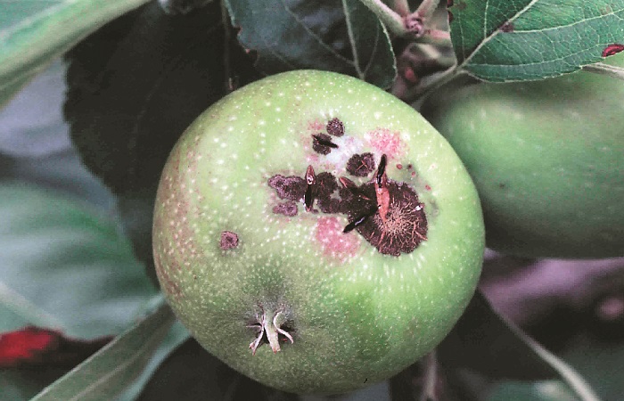 Ticchiolatura sulle piante da frutto: come risolvere il problema