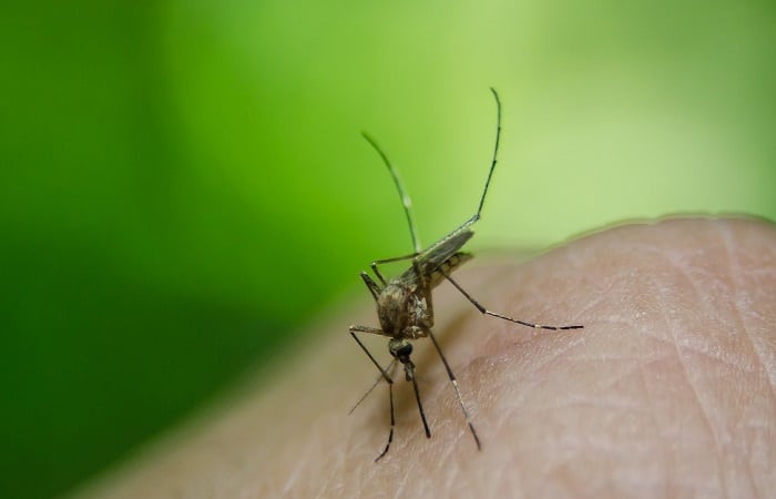 Combattere le zanzare in casa: impariamo a conoscerle