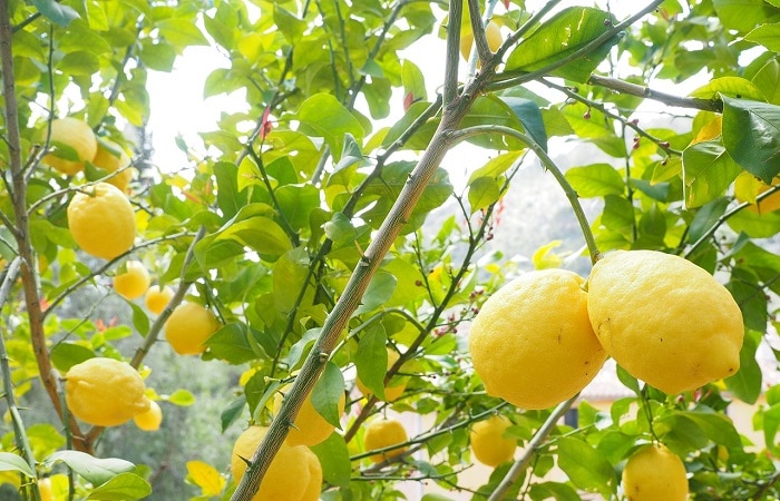 Come curare il Mal Secco su Agrumi e Limoni
