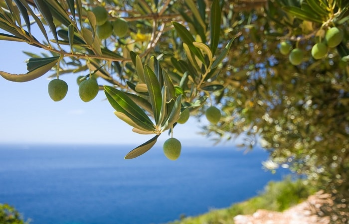 Bactrocera oleae: come eliminare la mosca delle Olive