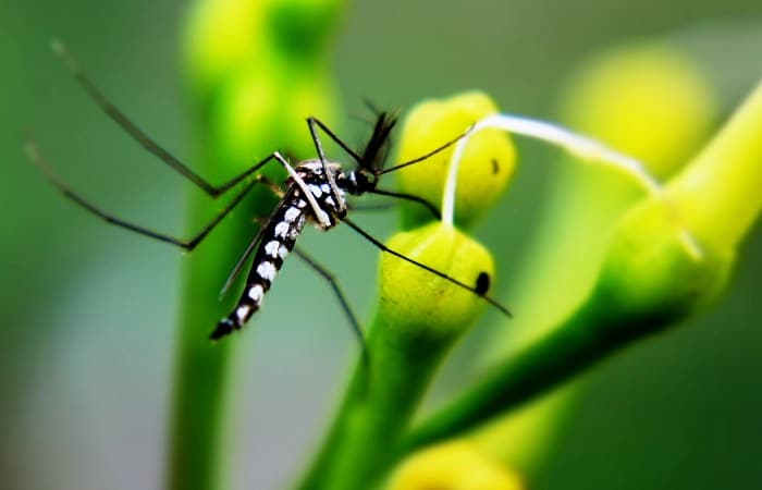 Come combattere le invasioni di zanzare in giardino