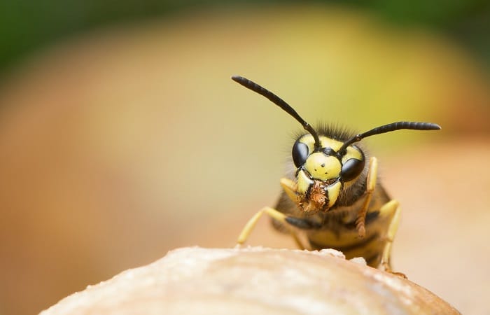 Rimedi contro vespe e calabroni: come difendere la casa e il giardino