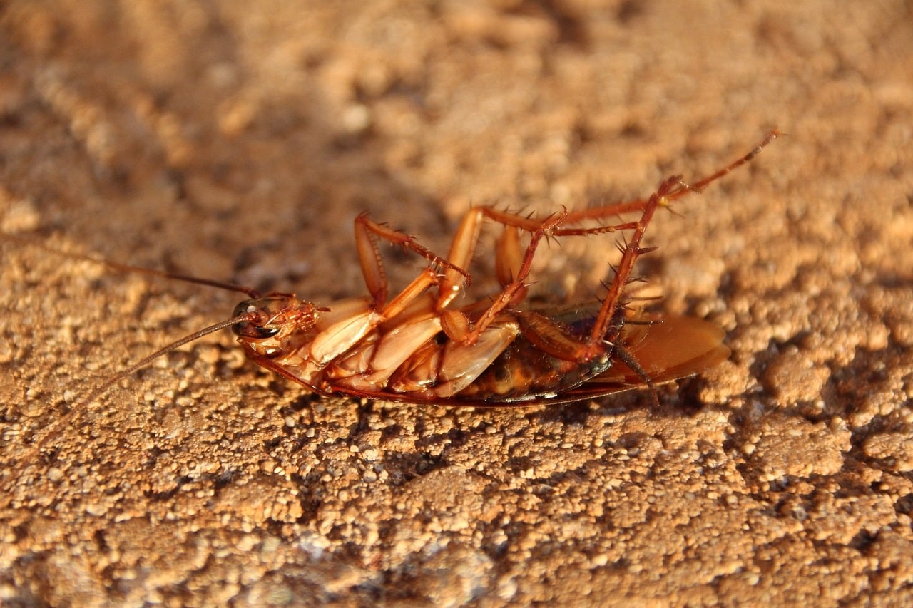 Come mettere in trappola scarafaggi e blatte in 10 mosse