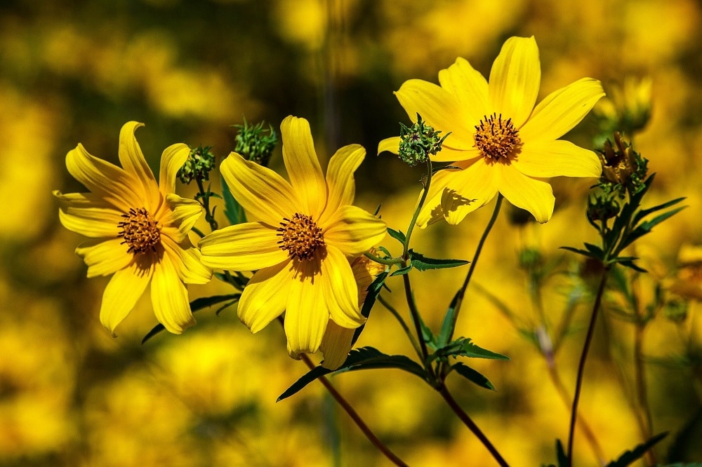Come coltivare la Coreopsis in giardino: per gli amanti del giallo
