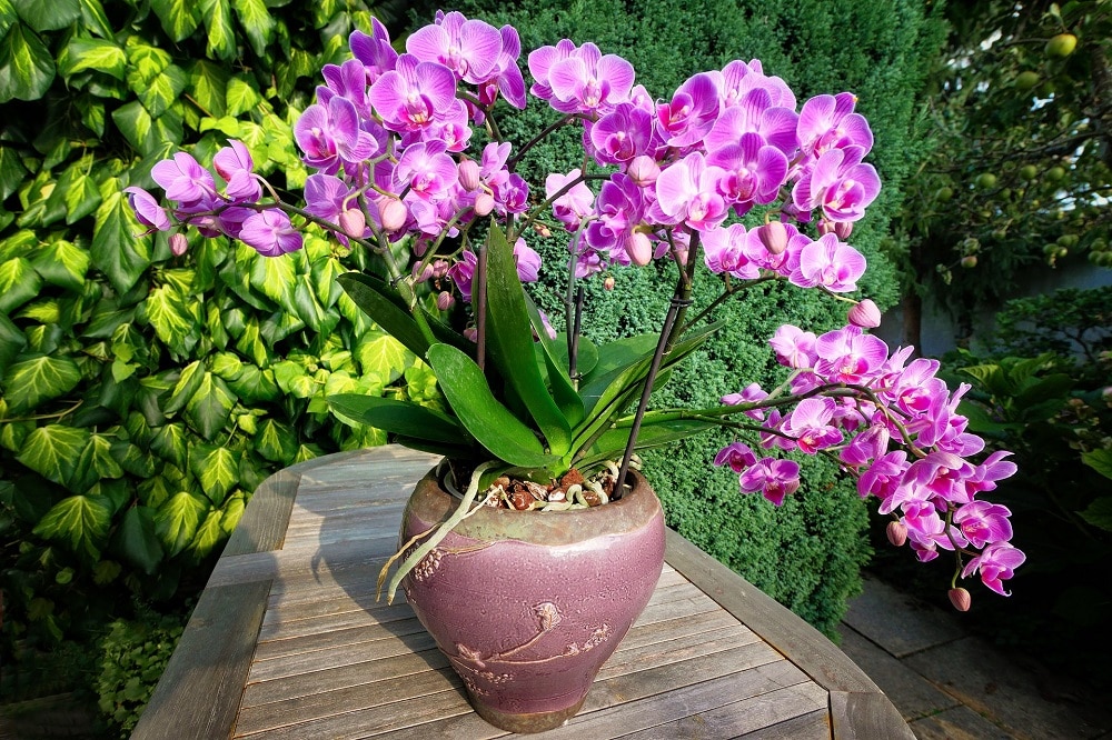 Come curare le Orchidee: attenzione a luce, acqua, temperature e concimi