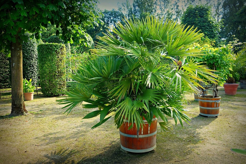 Come coltivare le Palme in giardino