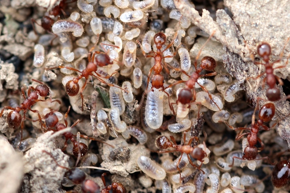 Come combattere le formiche: tutti gli strumenti utili per ogni situazione