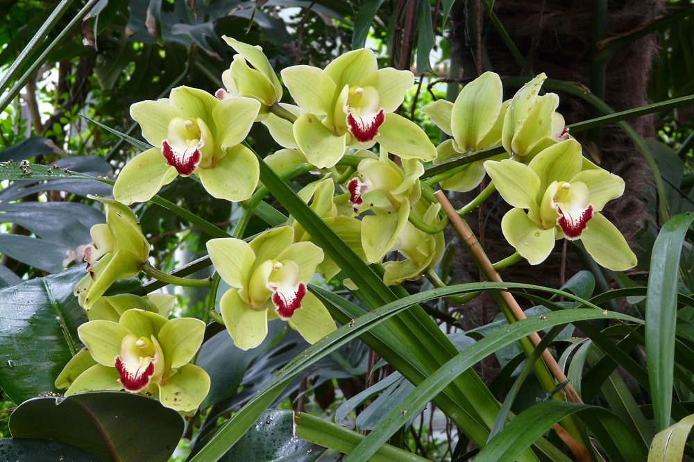 Come coltivare il Cymbidium: una Orchidea facile da curare in casa