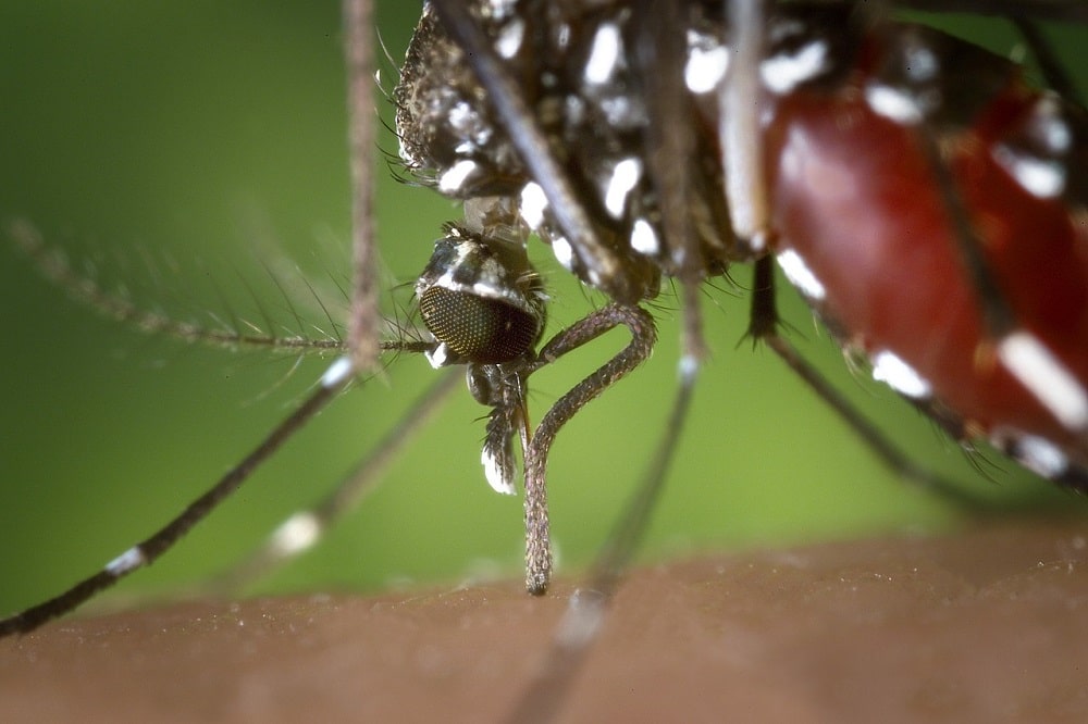 Come risolvere il problema delle zanzare: dalla prevenzione alla lotta