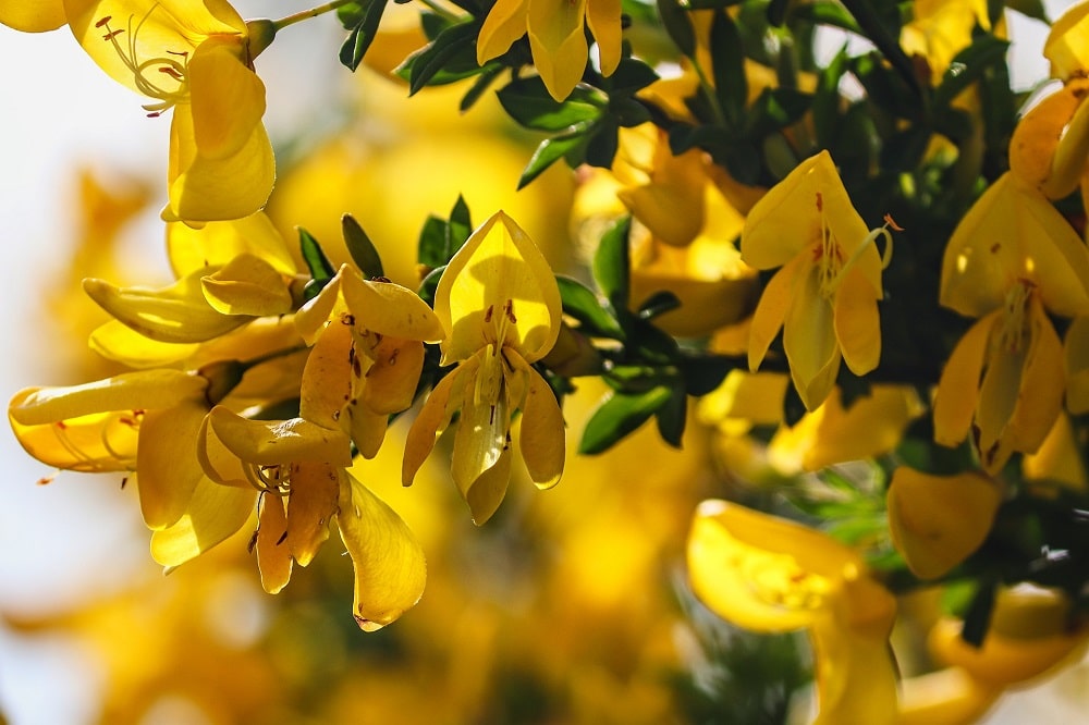 Come coltivare la Ginestra: una pianta per gli amanti del giallo