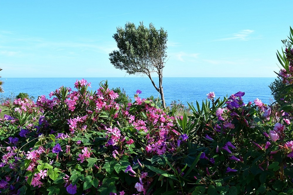 Piante adatte alla salsedine: quali piante scegliere per un giardino al mare