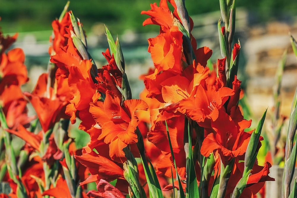 Come coltivare i Gladioli: belli anche in vaso