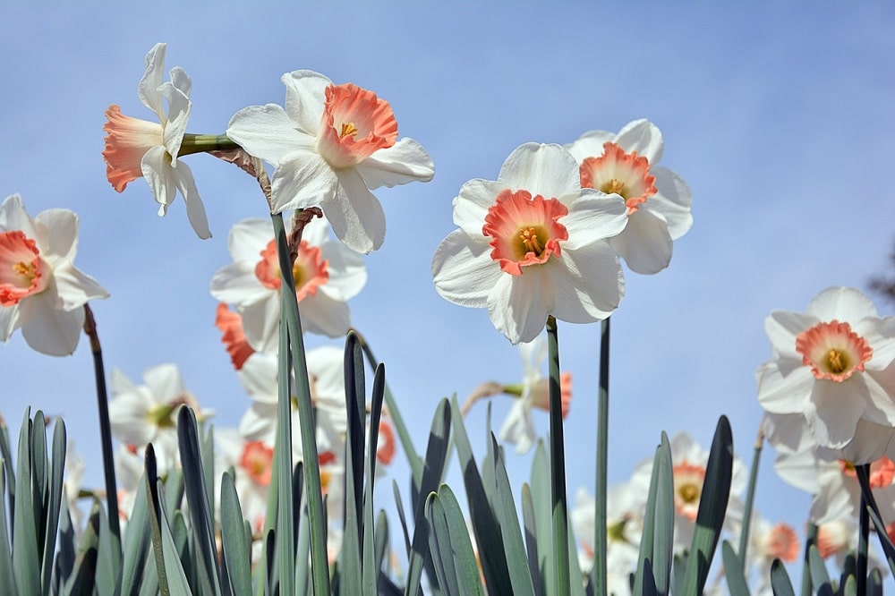 Come coltivare il Narciso: il bulbo da piantare in autunno