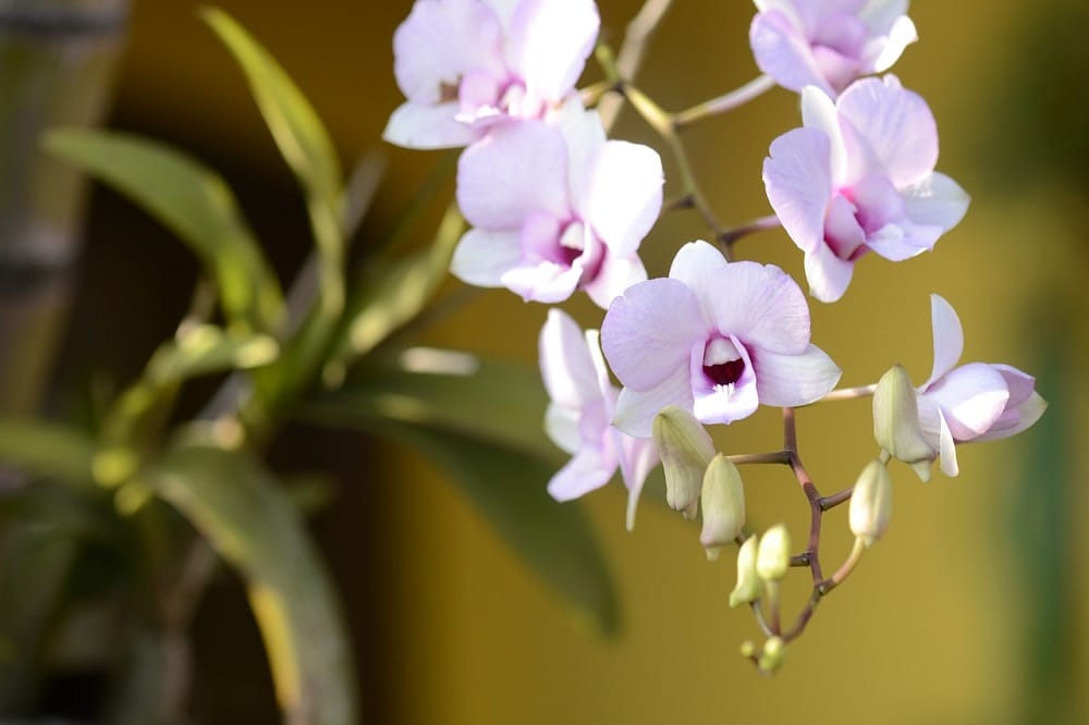 Come far rifiorire le Orchidee in casa