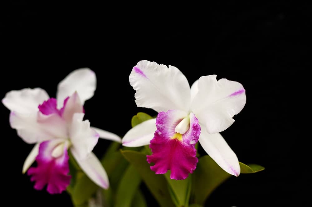 Come coltivare la Cattleya: una orchidea che cresce anche all'ombra