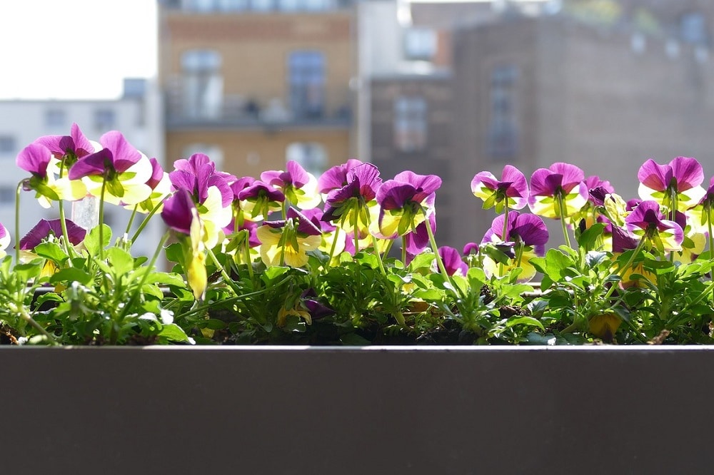 Come scegliere le piante con una lunga fioritura per il terrazzo: 7 consigli su cui puntare!