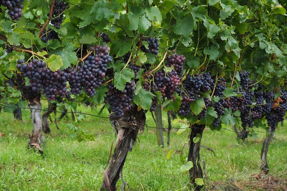 Come coltivare Uva Fragola e selvatica