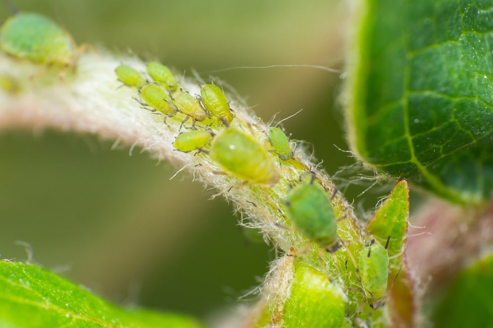 Come e perché usare gli insetticidi sistemici sulle piante