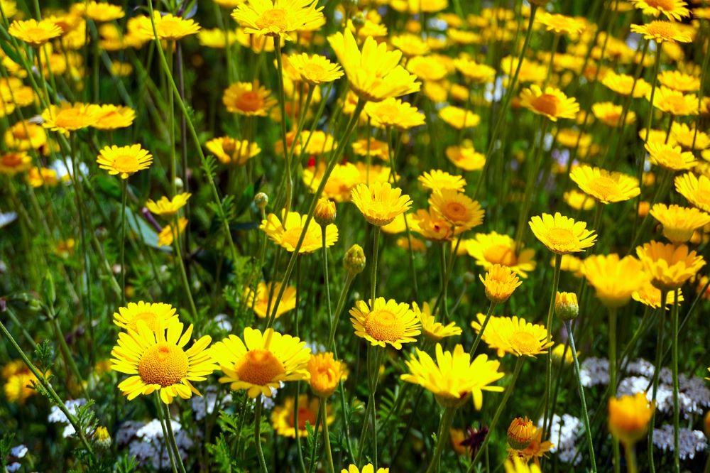 Piante e fiori di colore giallo: quali piante scegliere per il giardino
