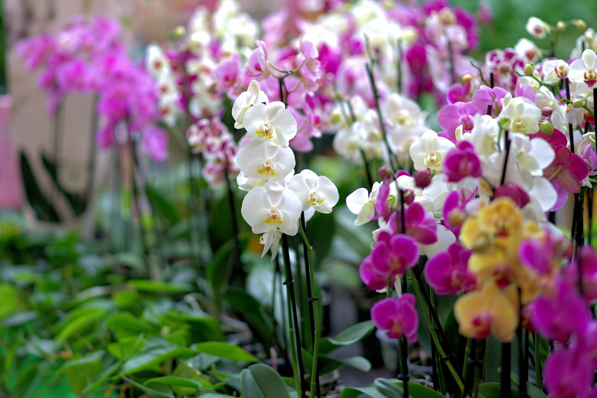 Come curare una pianta di orchidea: 4 metodi infallibili per i fiori e le  foglie 