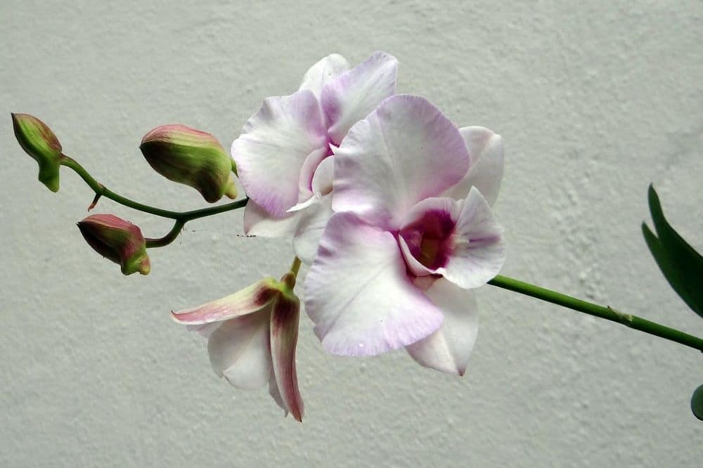 Come coltivare il Dendrobium: la Orchidea bambù
