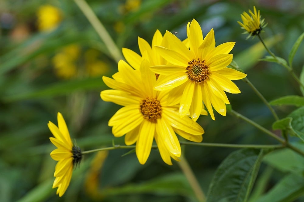 Come coltivare il Topinambur: per la radice e i bei fiori gialli