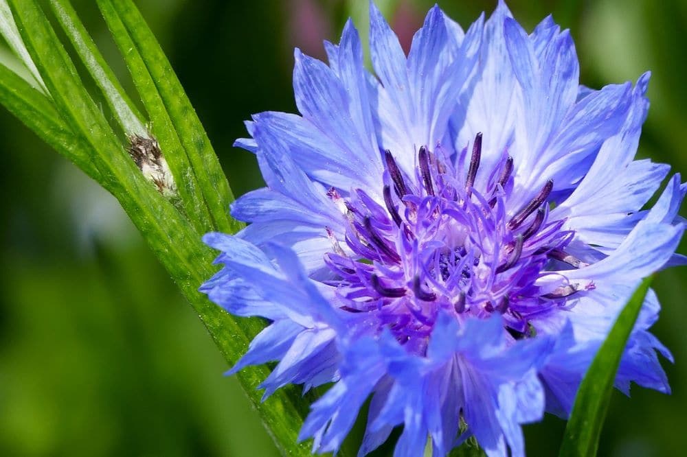 Piante e fiori di colore azzurro: quali scegliere per il giardino