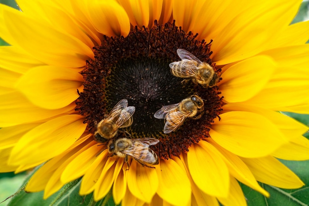 Piante che attirano le api e le farfalle: 30 piante da coltivare per un giardino biodiverso