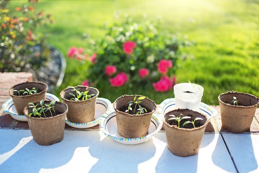 7 buoni motivi per coltivare un orto sul terrazzo e in giardino