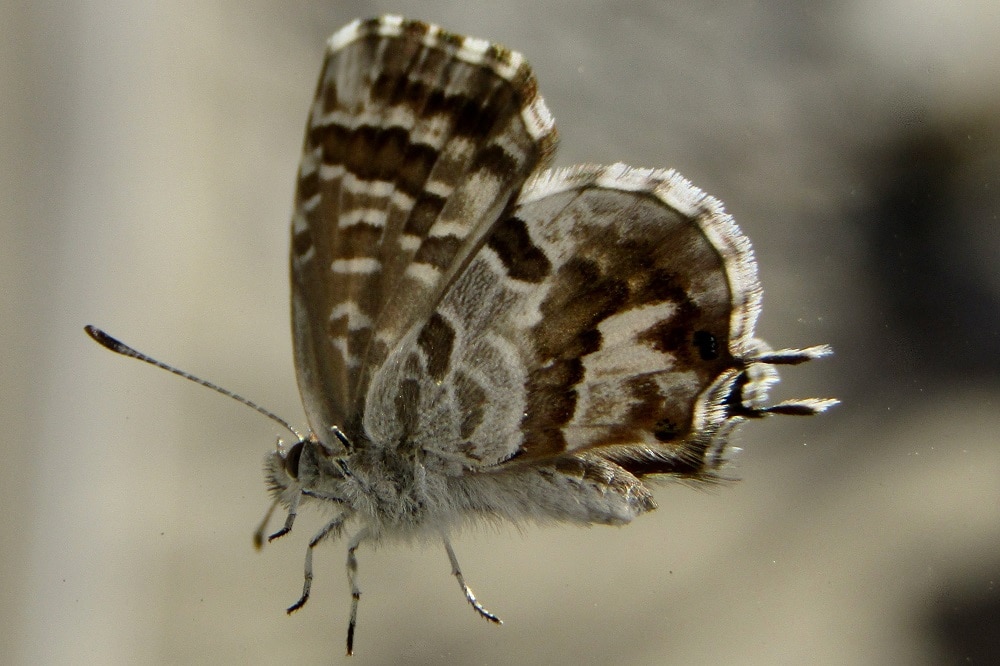 Come eliminare la Cacyreus marshalli: la farfalla o licena del Geranio