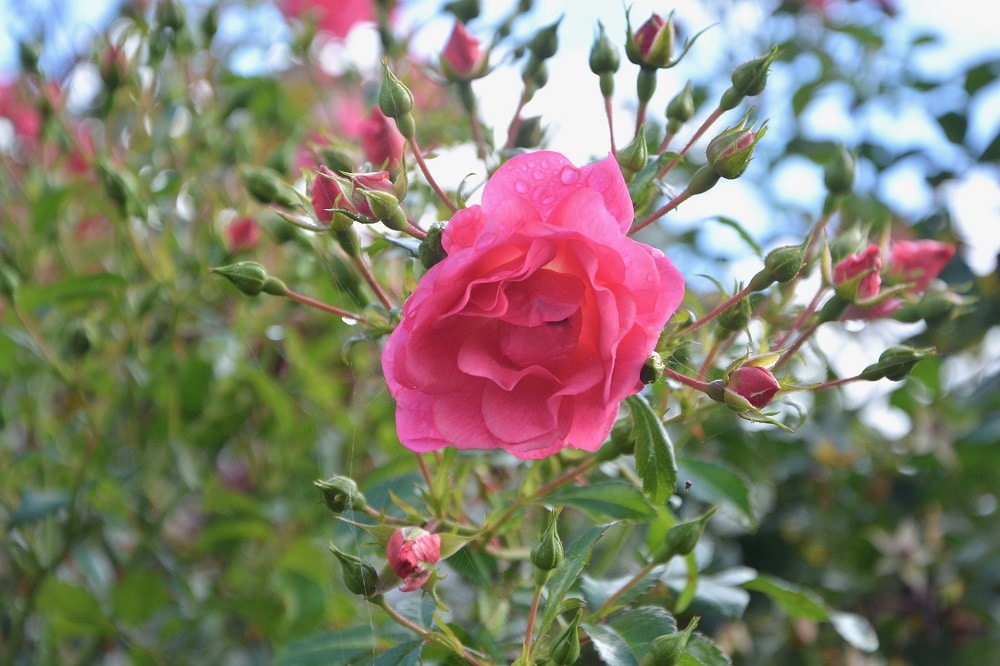 La cura delle Rose in autunno: trapianto, concimazione, potatura