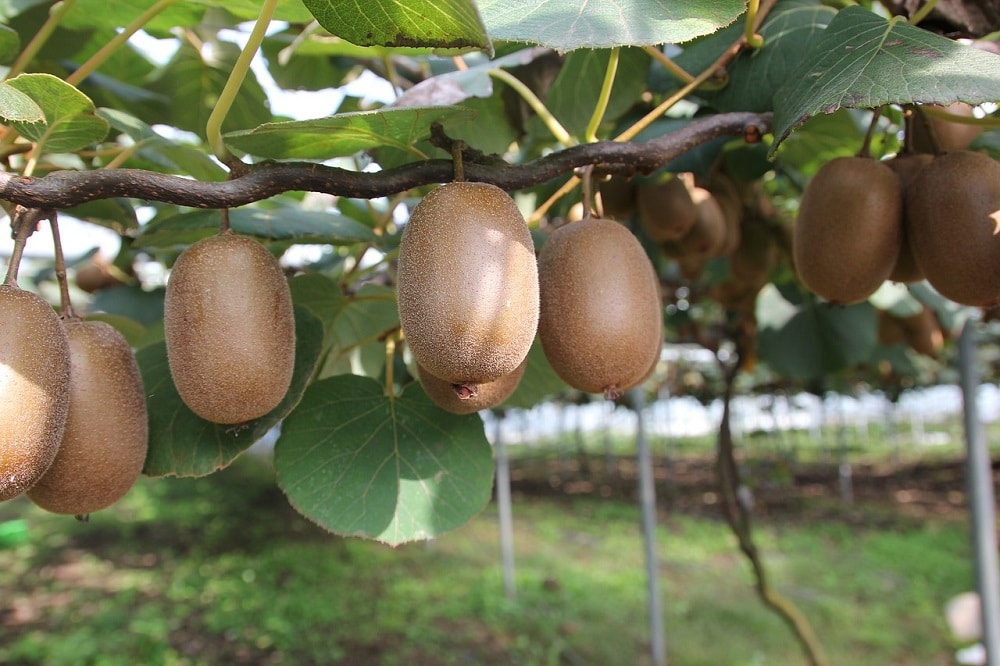 Come coltivare il Kiwi: varietà da frutto e ornamentali