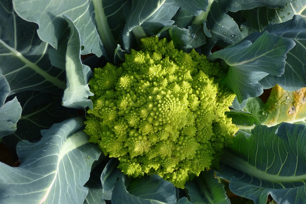 Come coltivare il Cavolo broccolo per quasi tutto l'anno