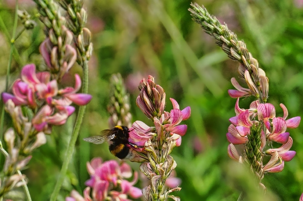 Come coltivare la Lupinella: l’erba che attira le api e migliora il terreno
