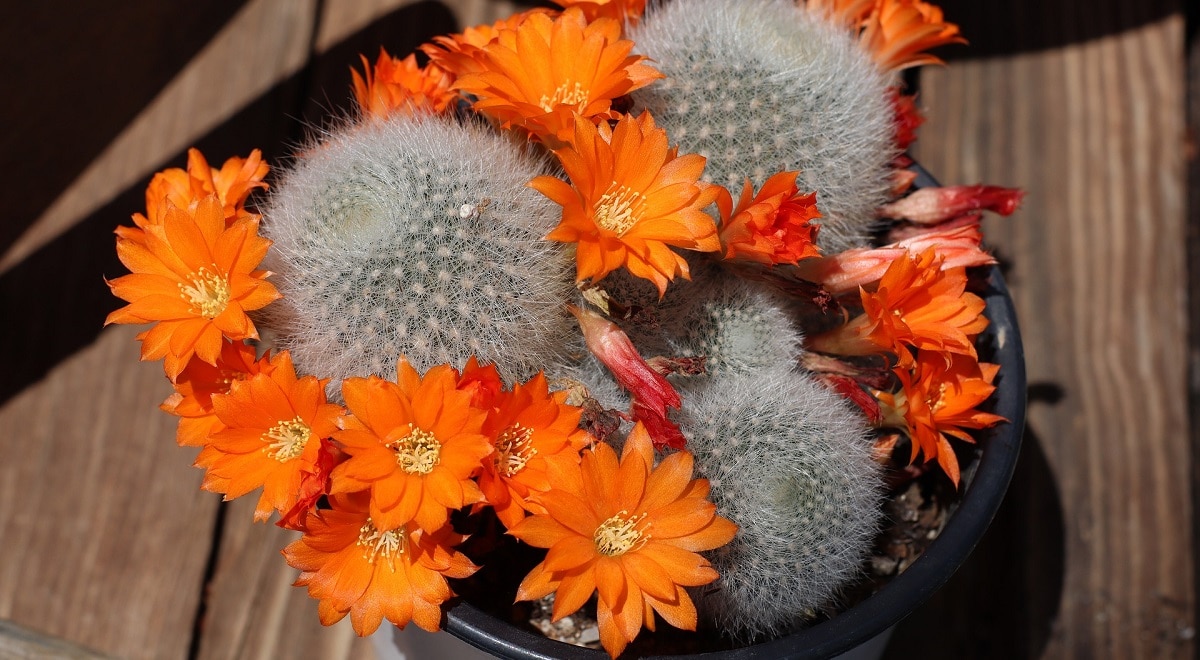 Come coltivare la Rebutia: il cactus che fiorisce