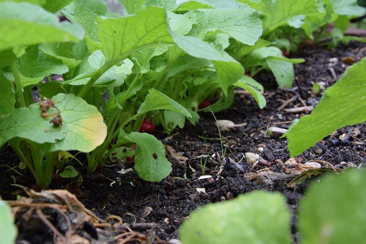 Come prevenire le malattie fungine in un orto con prodotti naturali