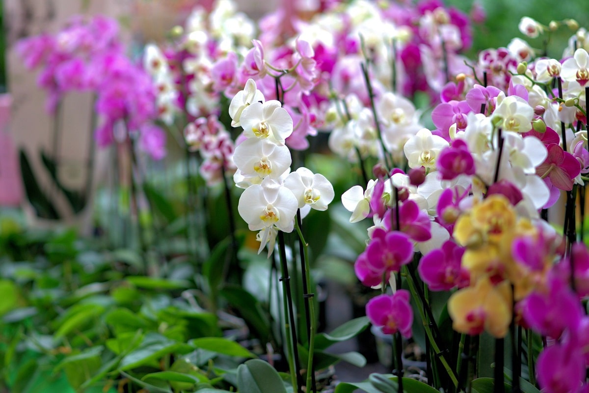 Malattie delle Orchidee: parassiti, funghi ed errori di coltivazione