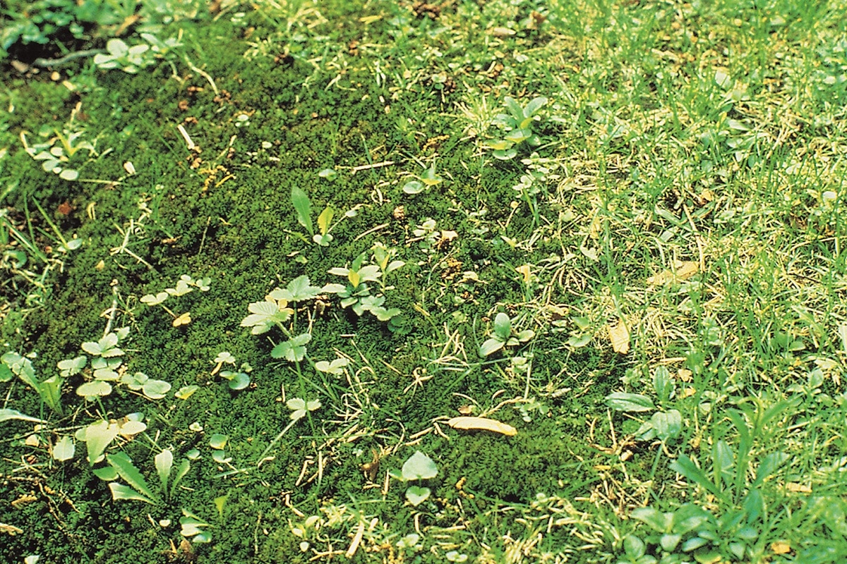 Come eliminare le erbacce in giardino: diserbanti ed erbicidi