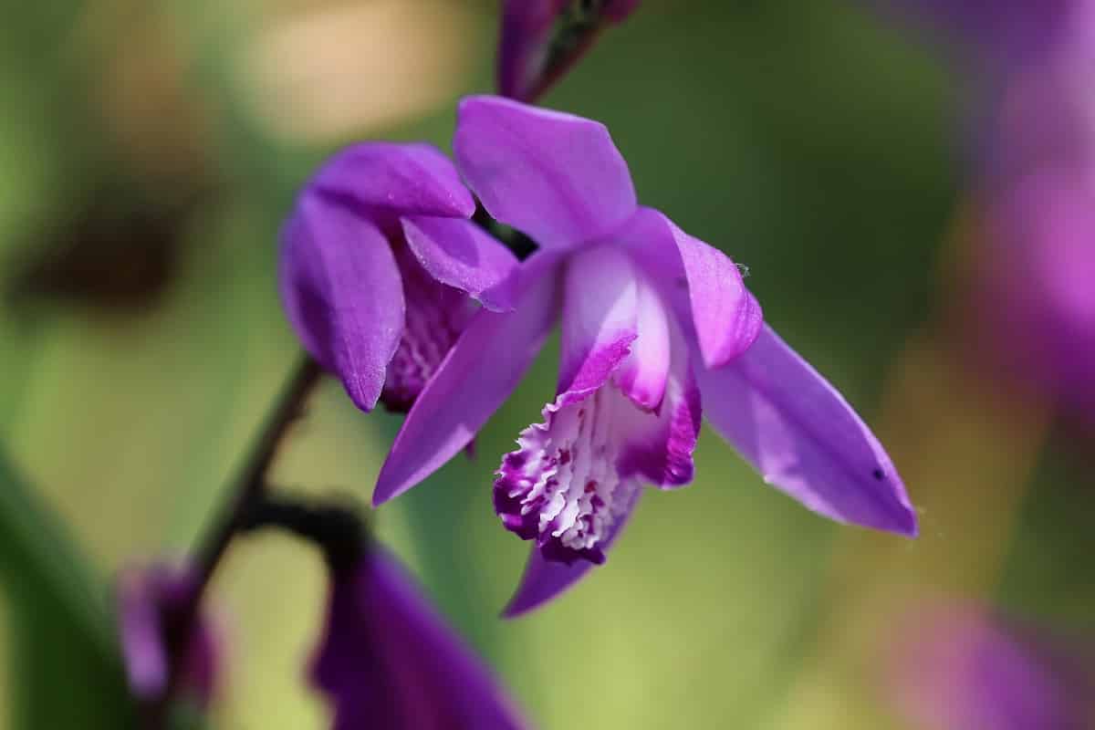 Come coltivare le Bletille: le Orchidee che vivono nella terra e all’esterno