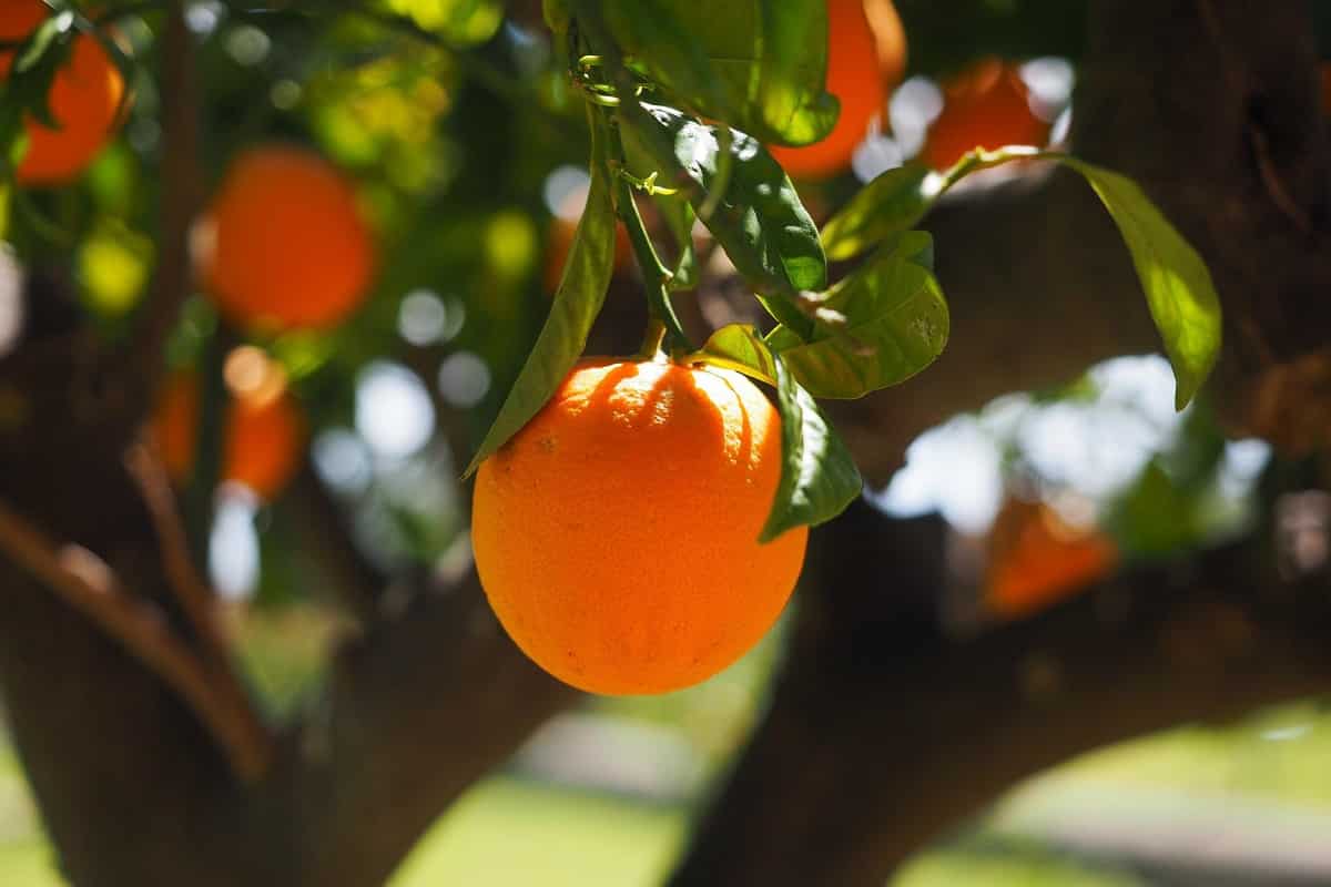 Come coltivare un Arancio in vaso