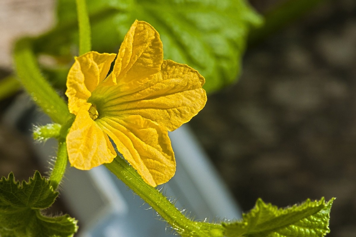 Come coltivare la Luffa: un rampicante con fiori e frutti insoliti