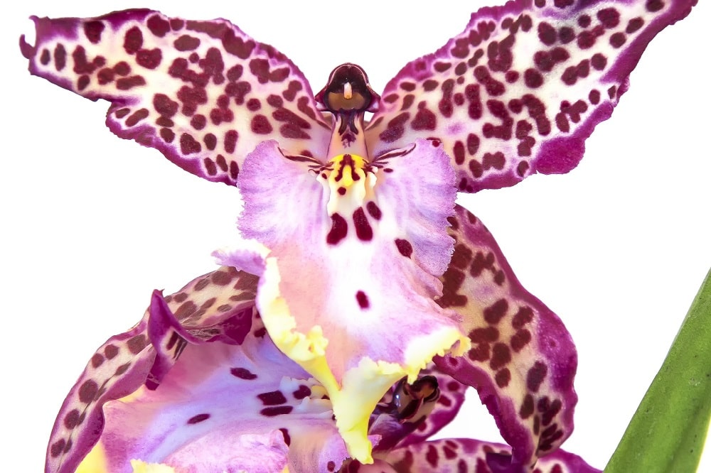 Come coltivare la Cambria: l’ibrido di Orchidea che piace a tutti!