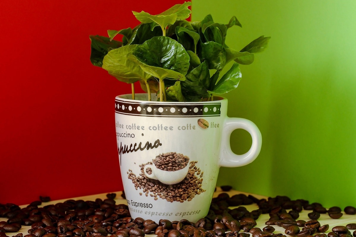 Come coltivare la Coffea Arabica: la pianta del Caffè in vaso