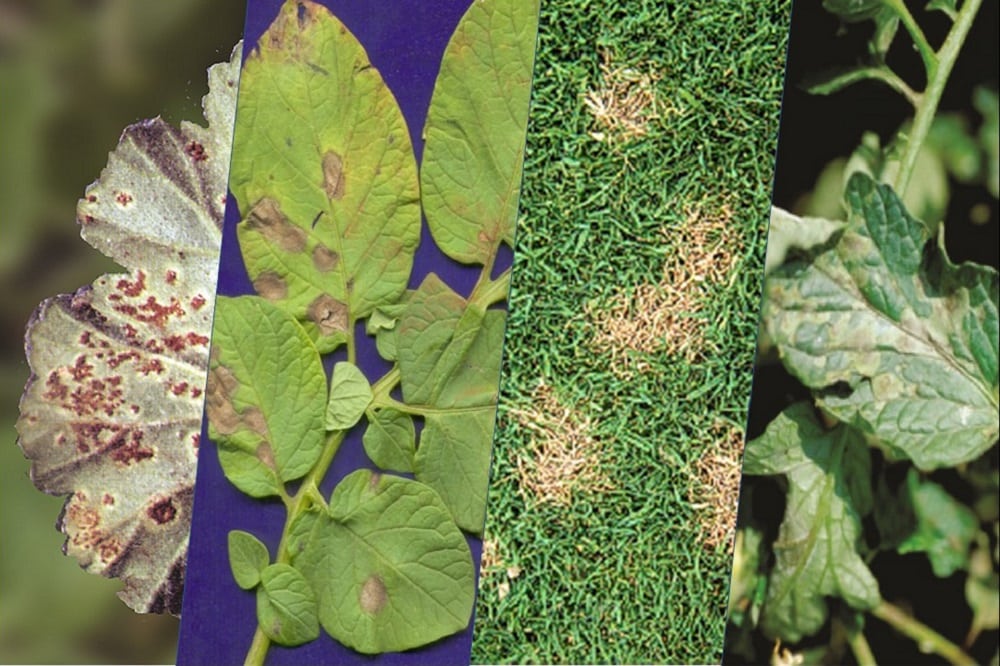 Come usare la Zeolite sulle piante per prevenire l’attacco di insetti e funghi