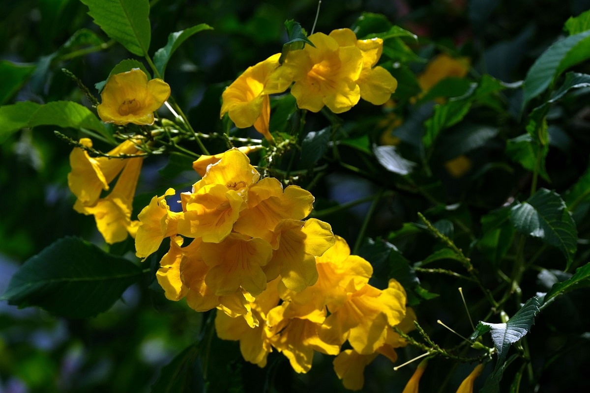 Come coltivare la Tecoma stans in vaso: la Bignonia gialla