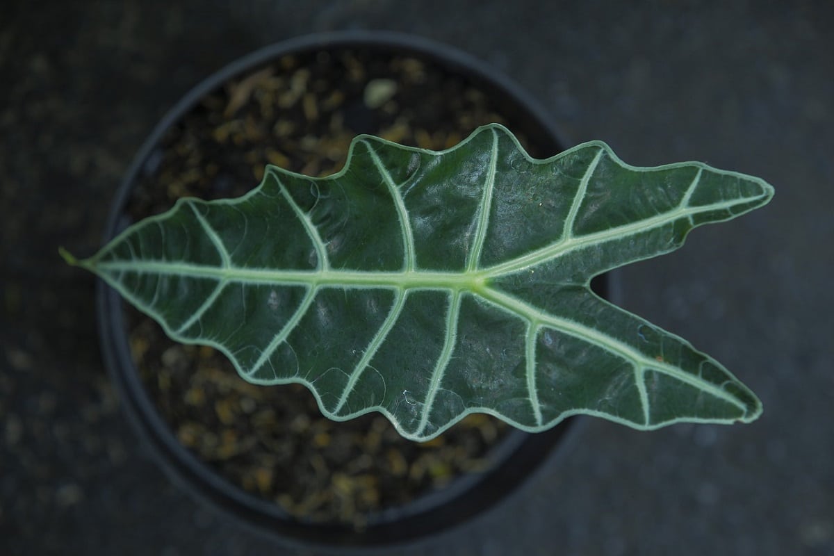 Piante con le foglie strane: idee per arredare la casa con la natura